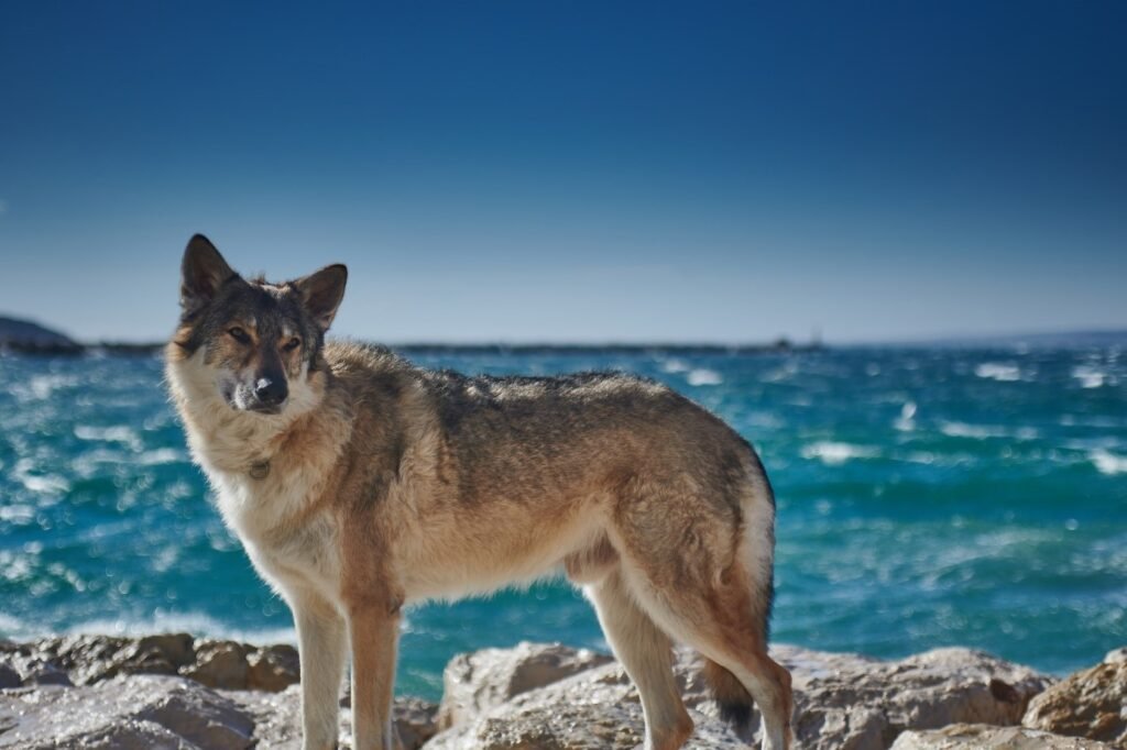 wolves