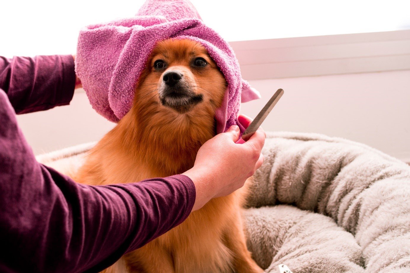 Hair loss: when should you worry about your dog?