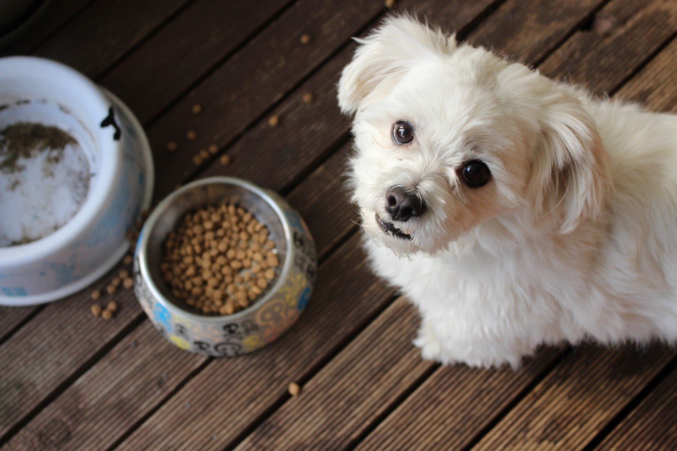 how to made healthy kibble for my dog