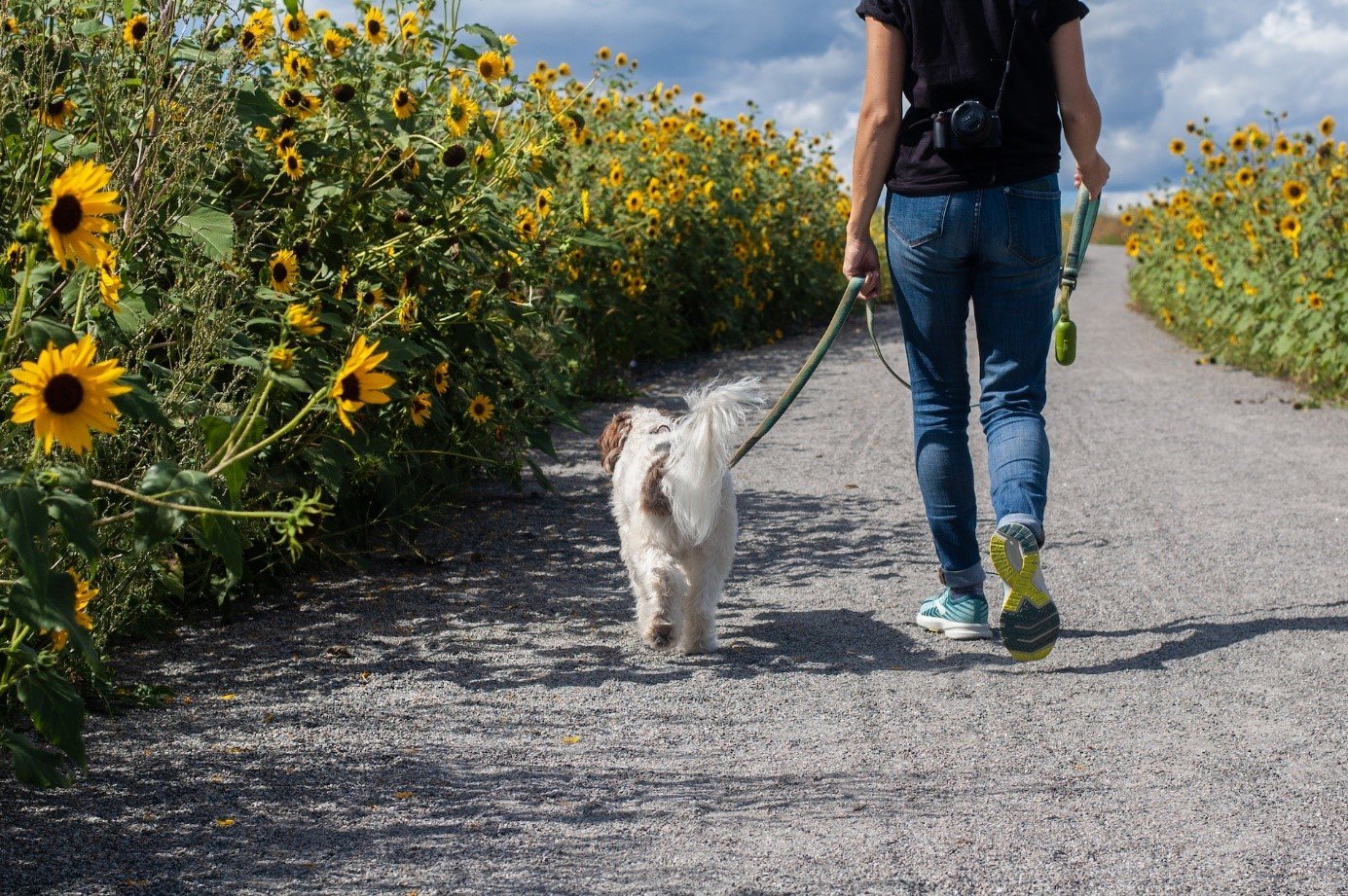 3 Amazing ideas for a walk with your dog