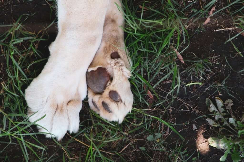 dog's paws