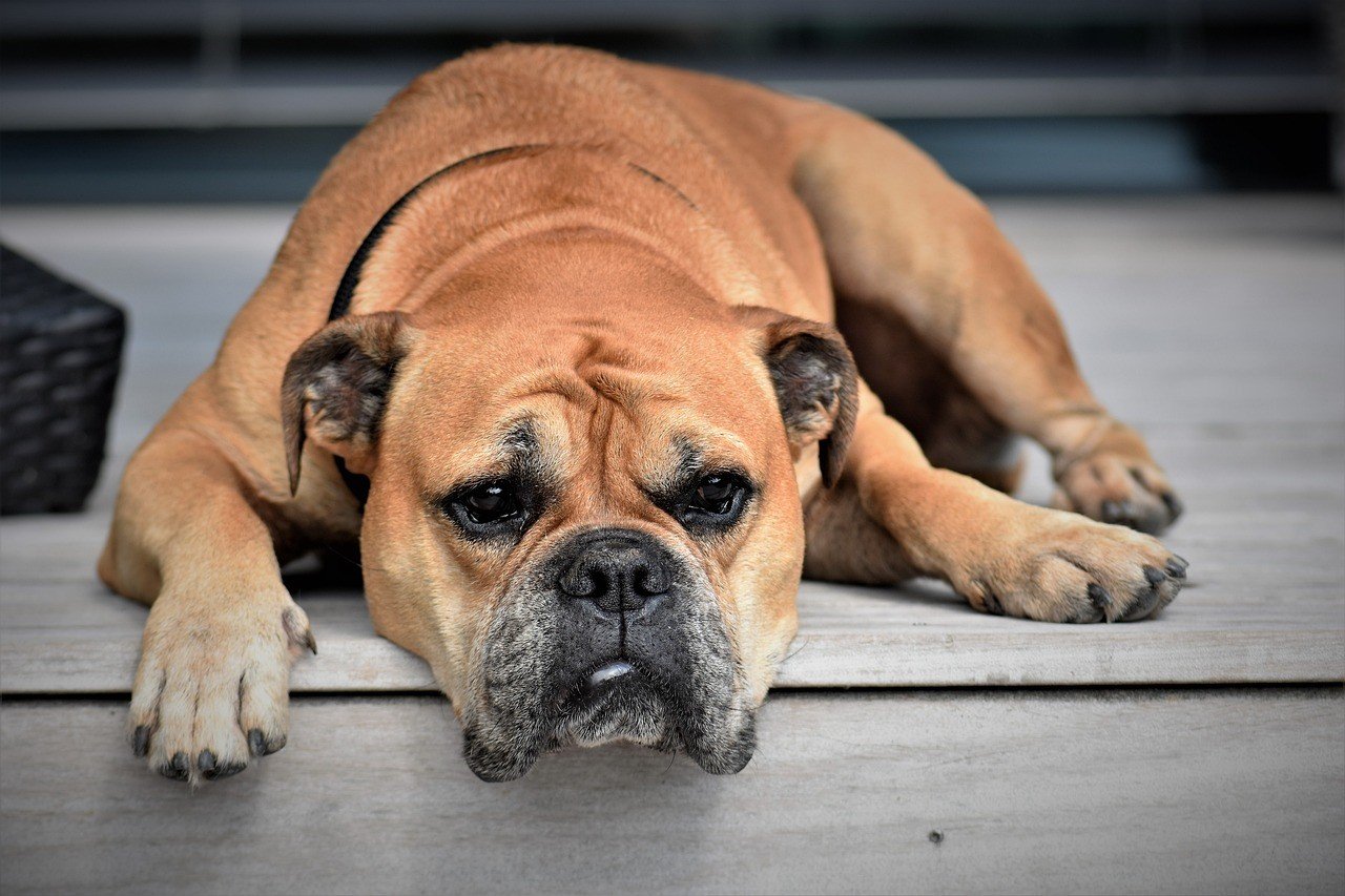 Do you have an aggressive dog? How to calm him?