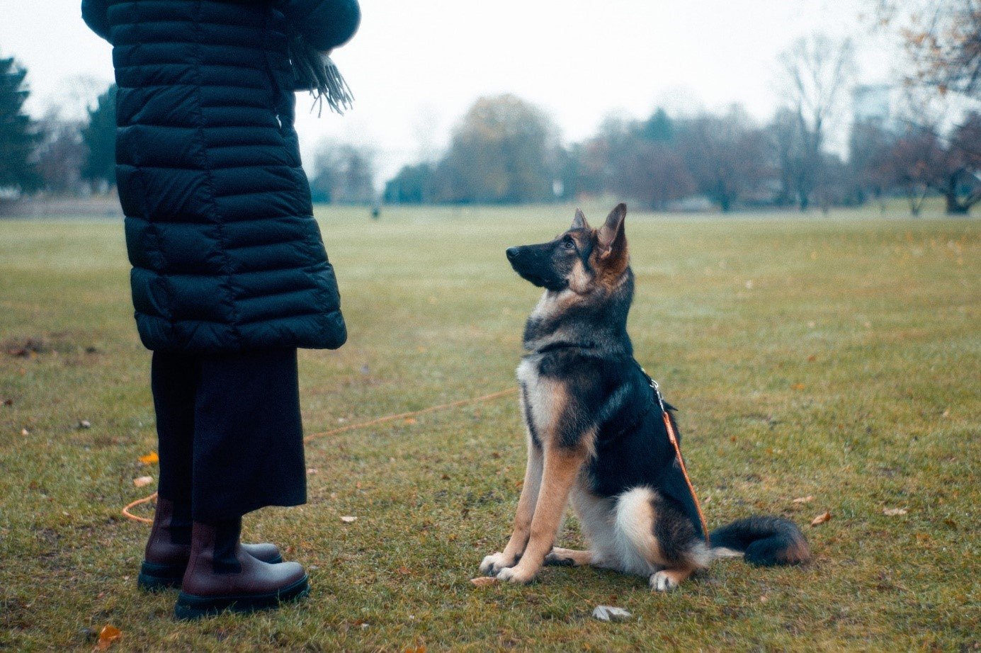 Amazing Teaching the “Up” to Your Dog tips