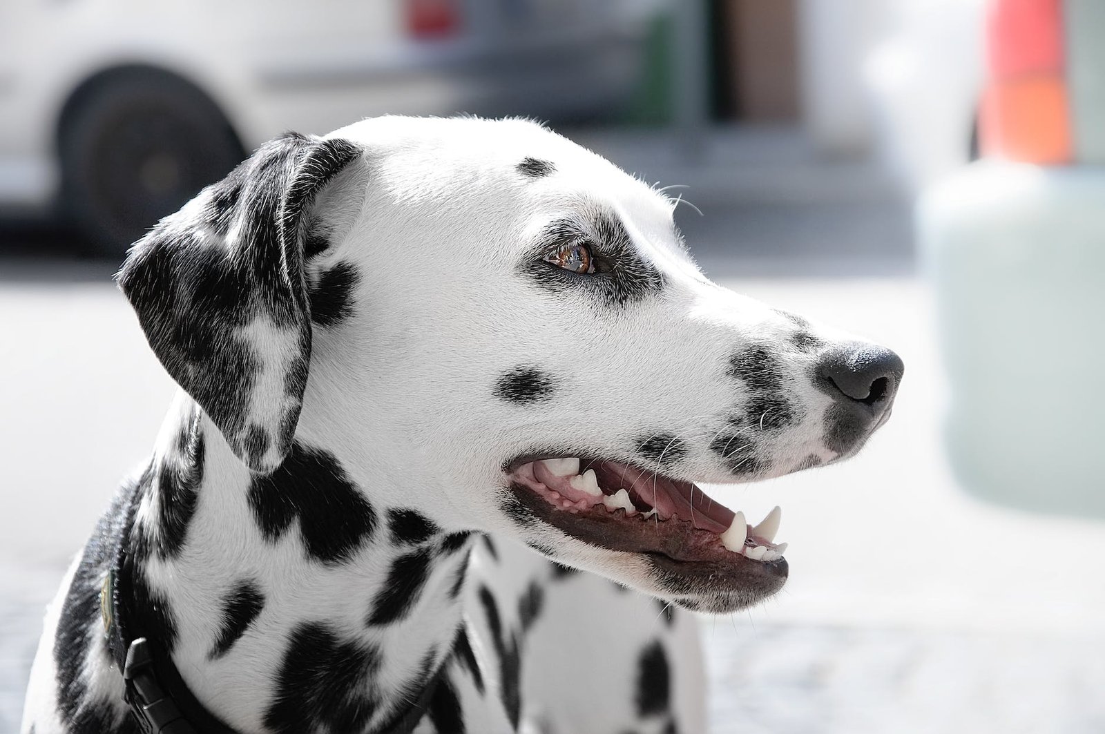 dalmatian dog during day time