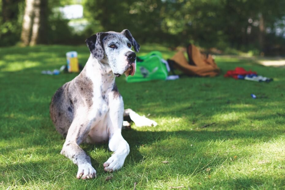 dog great dane