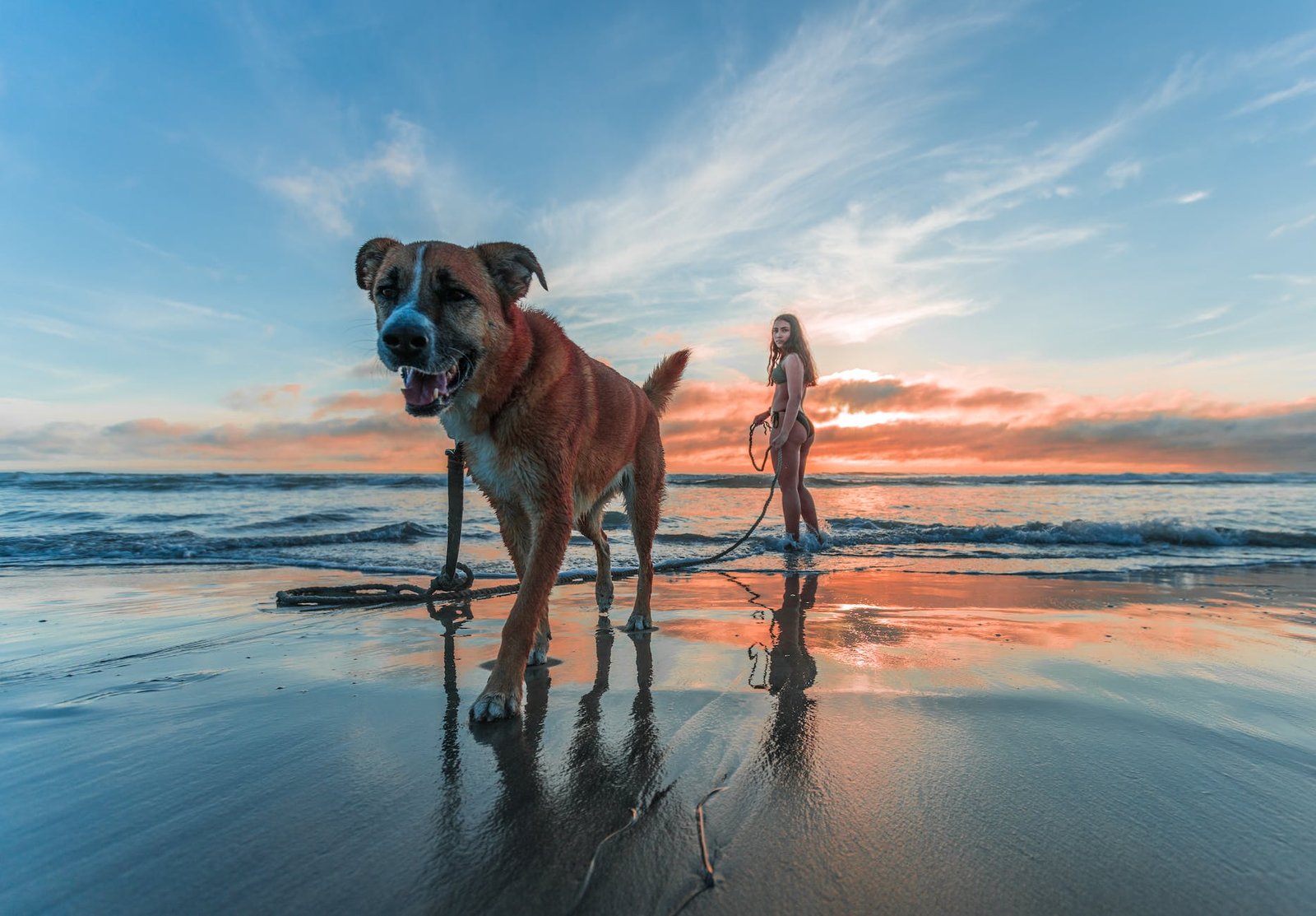 woman wearing bikini walking on beach shore with adult brown and white boxer dog during sunset