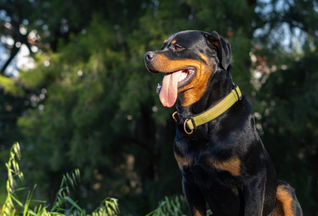 black rottweiler with yellow dog collar