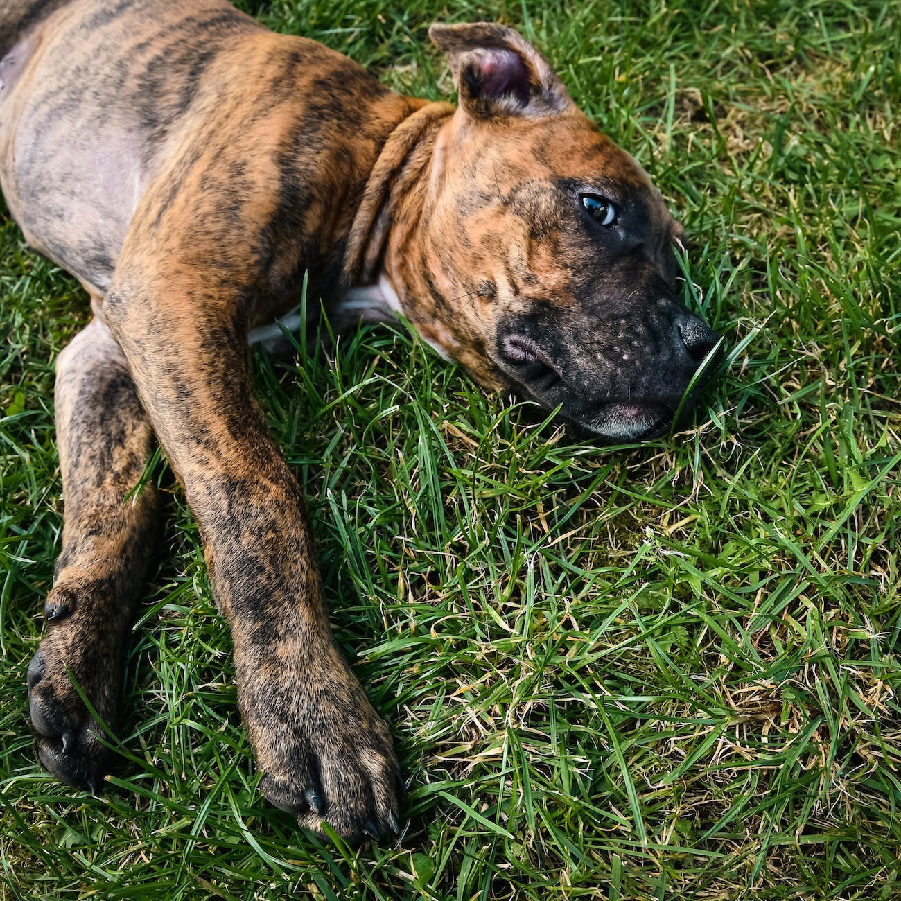 close up shot of a dog lying on the grass