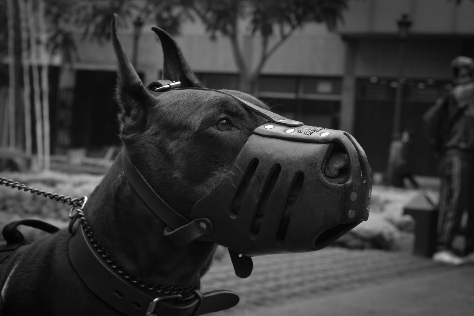 close up photo of doberman pinscher with black muzzle