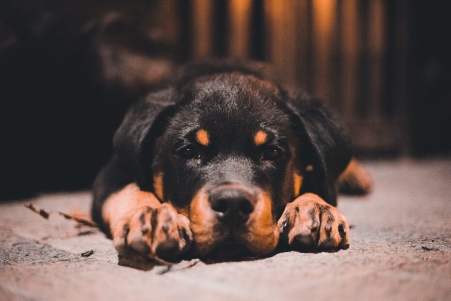 close up of a rottweiler