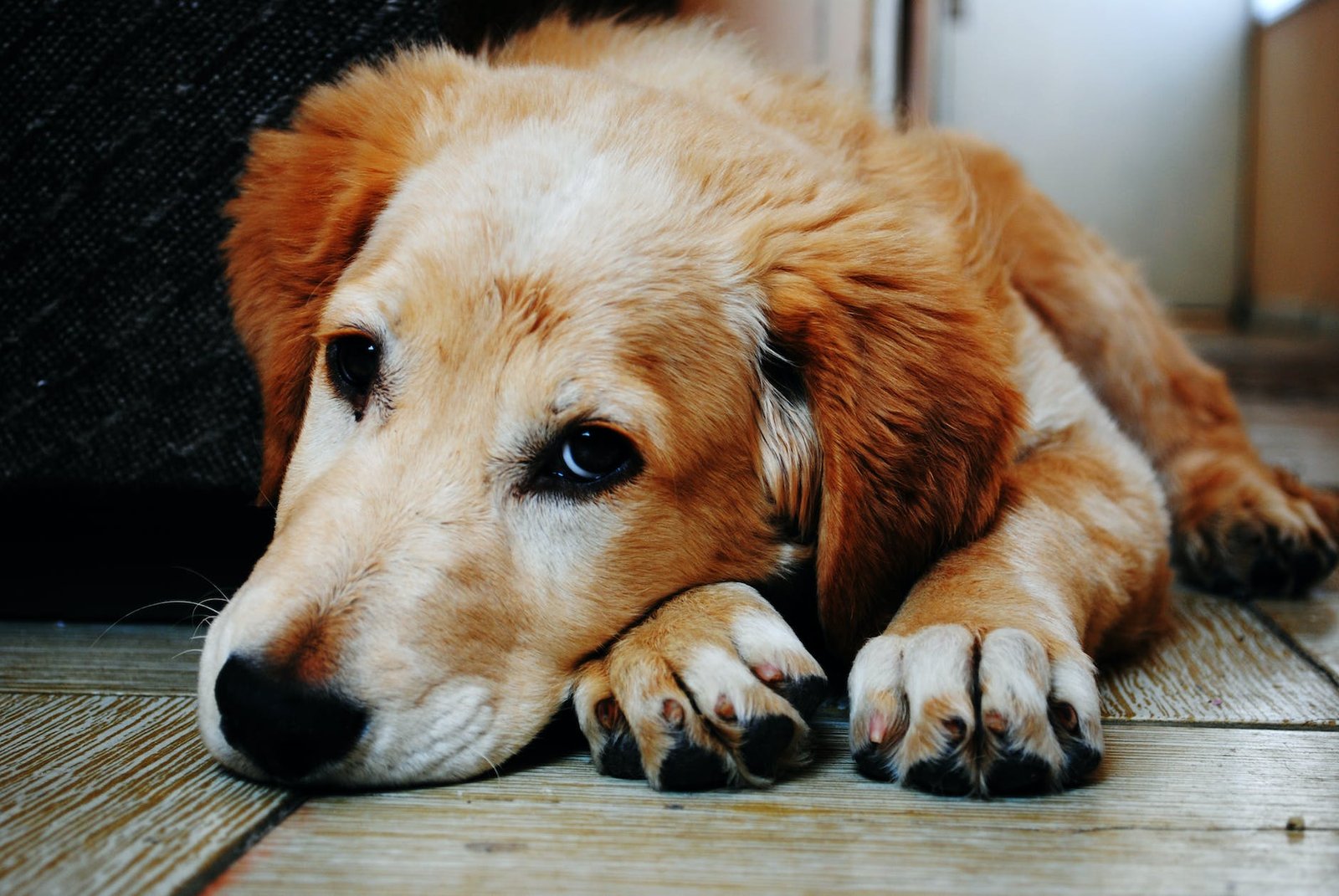 tan and white short coat dog laying down in a brown wooden floor