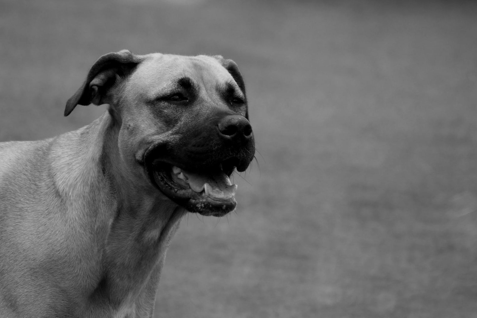 black and white photo of a dog