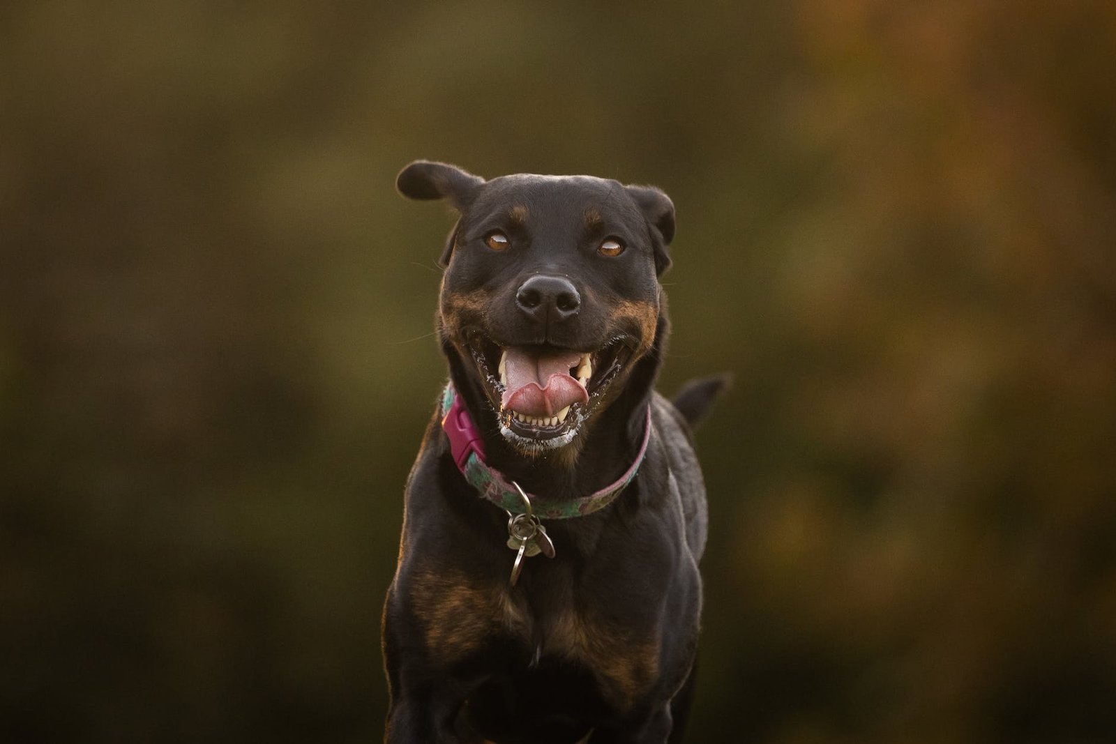 close up photo of a black dog