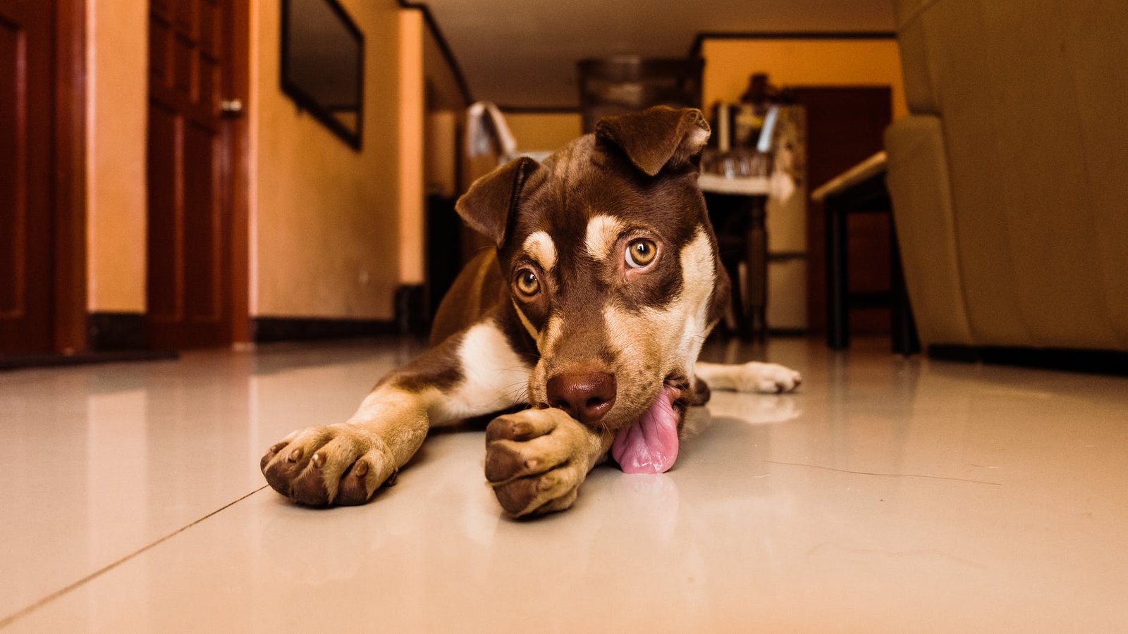 dog lying on floor