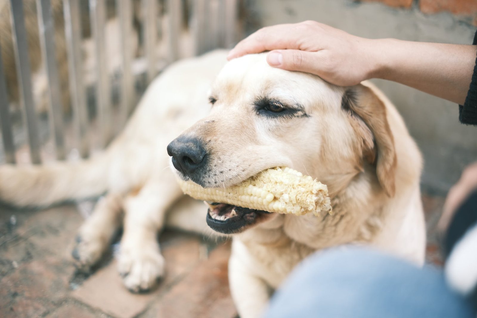 hand patting dog