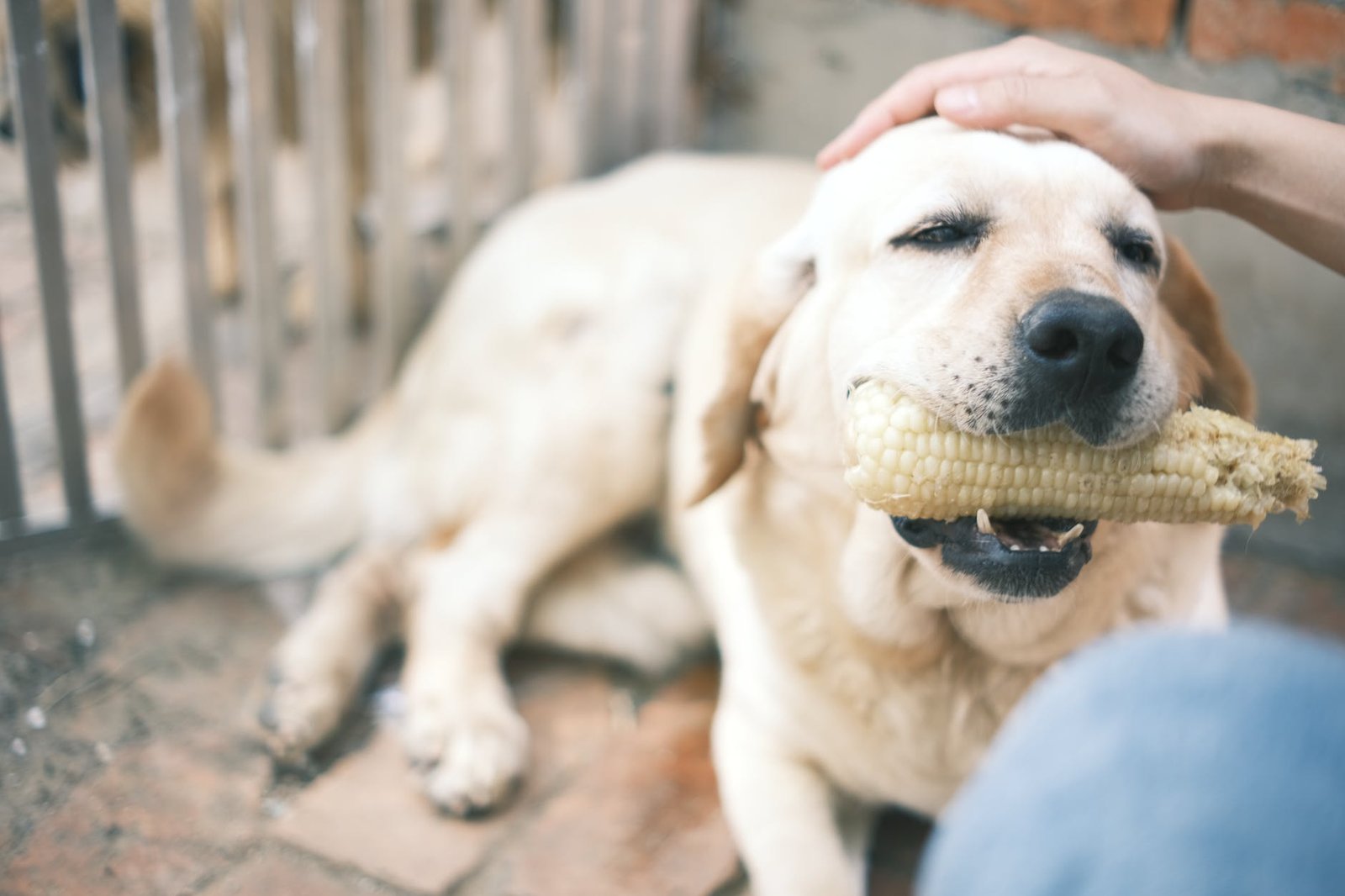 dog eat corn