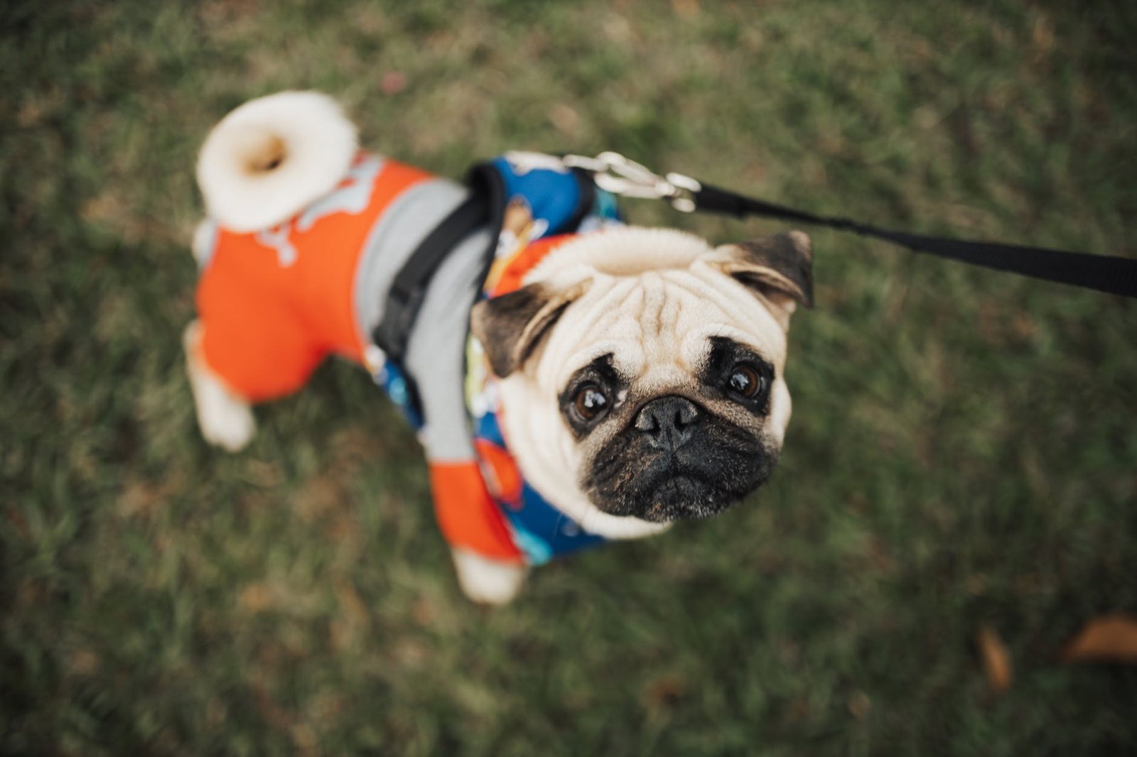 a pug in dogs clothing in a park