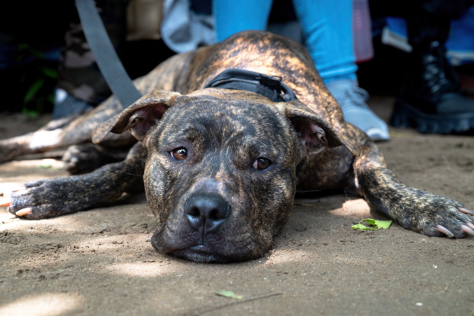 a dog on the leash lying on the ground