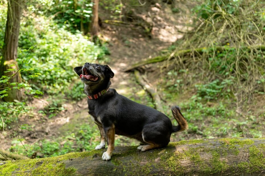 dog on tree log in forest