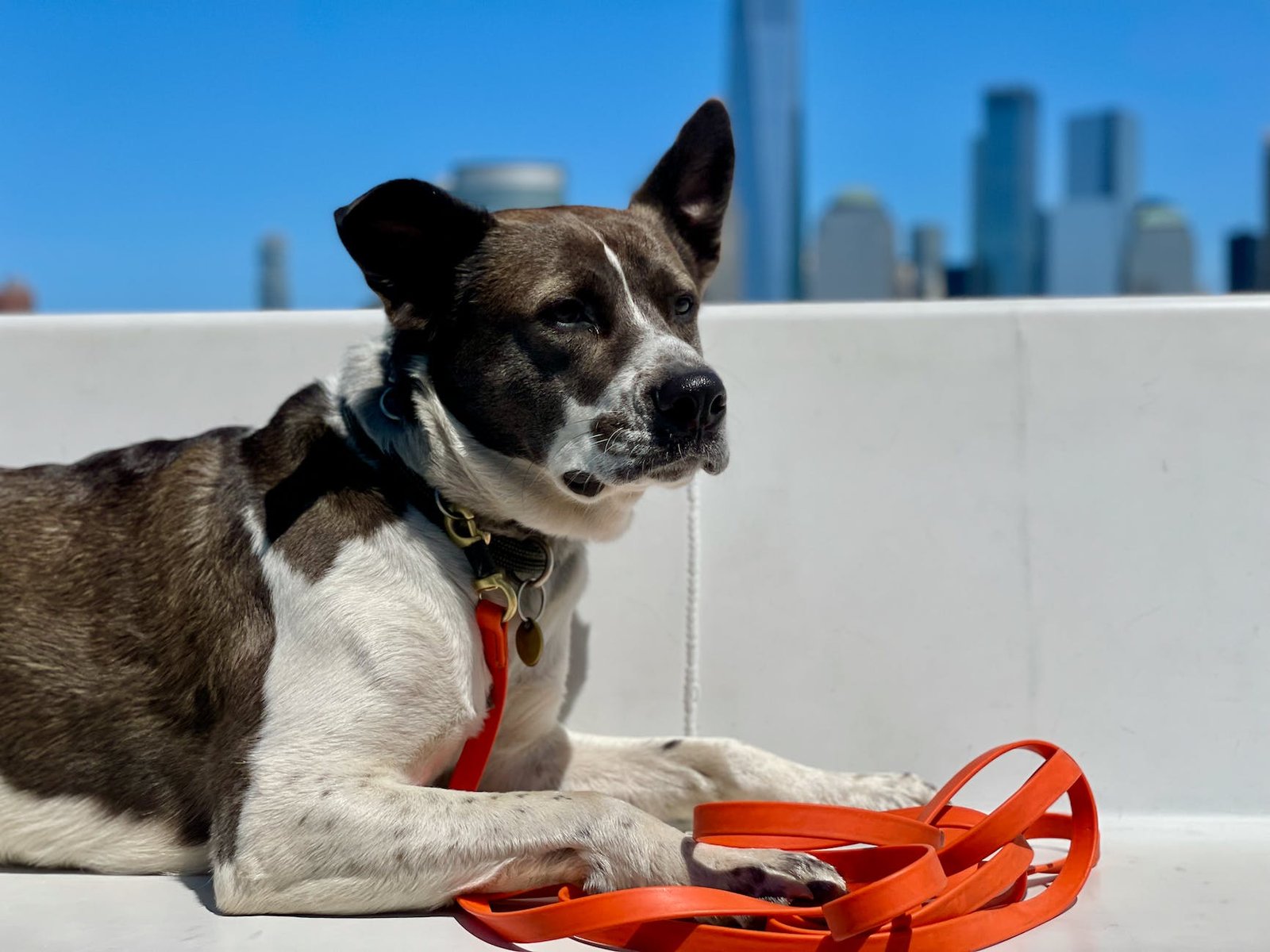 a portrait of a dog on a roof