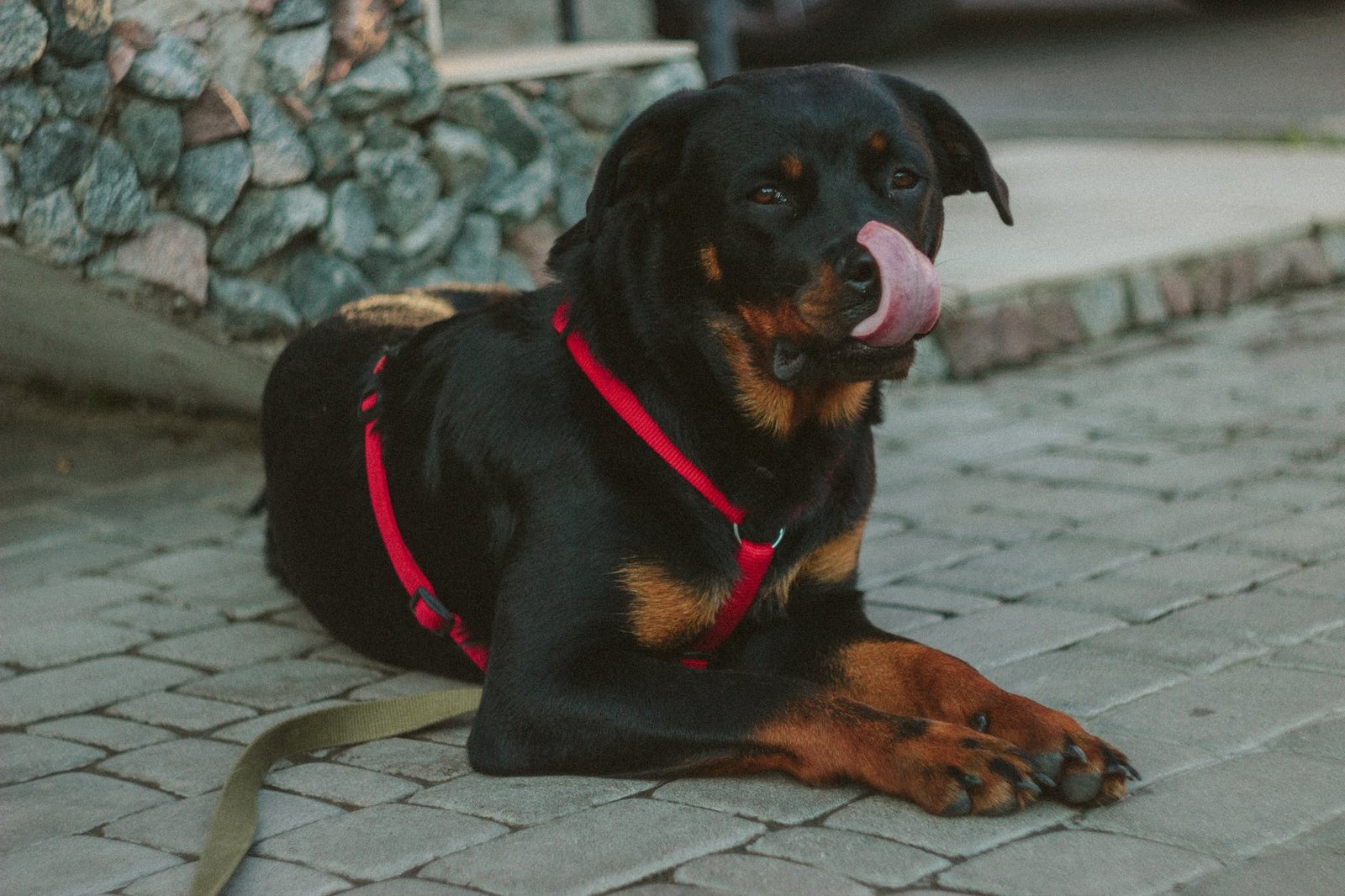 black rust rottweiler showing tongue lying on concrete pathway