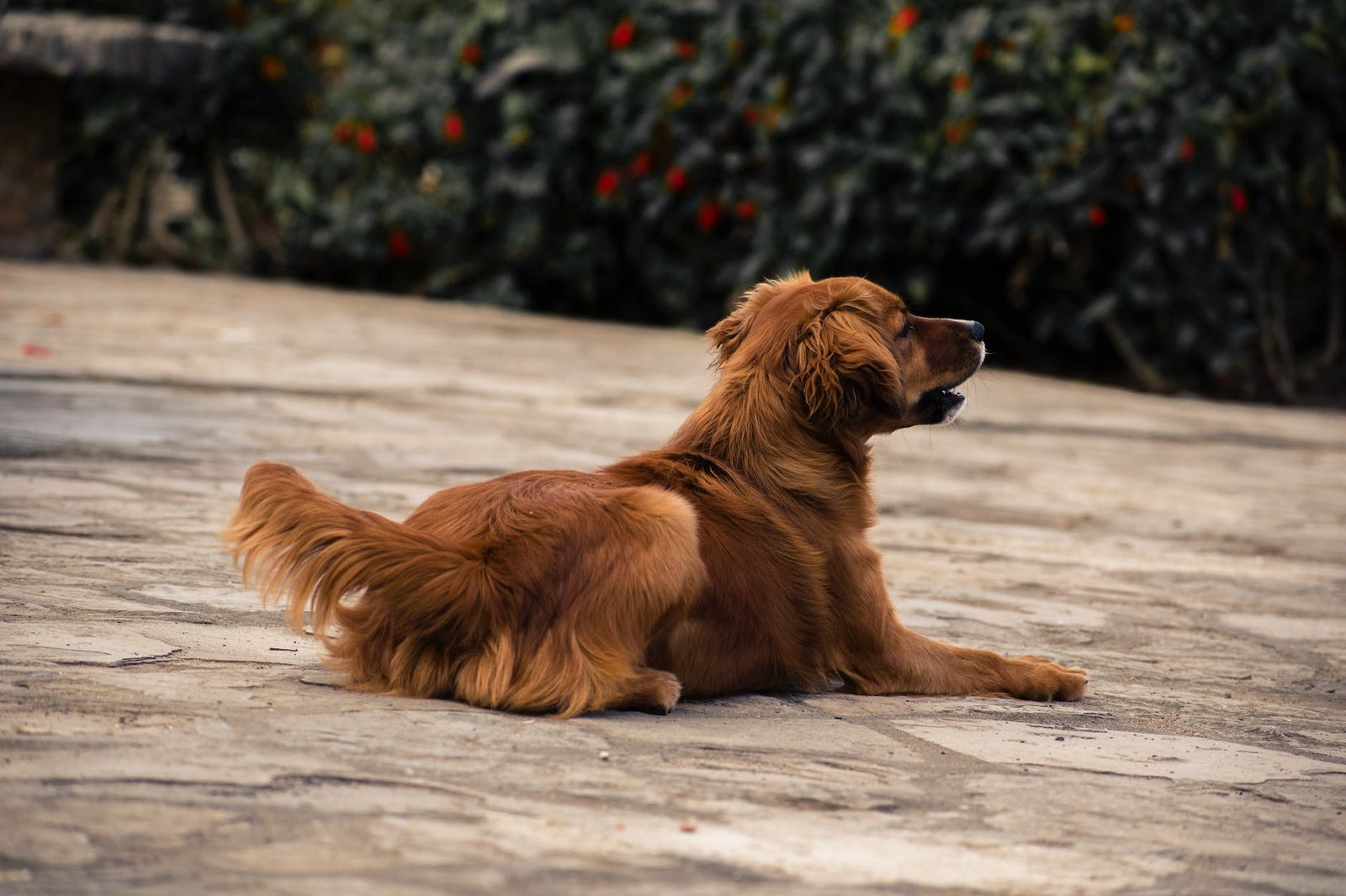 close up of a dog