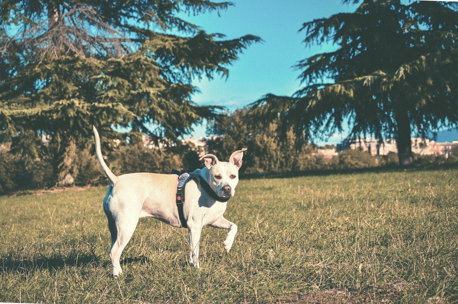 walking white and brown dog