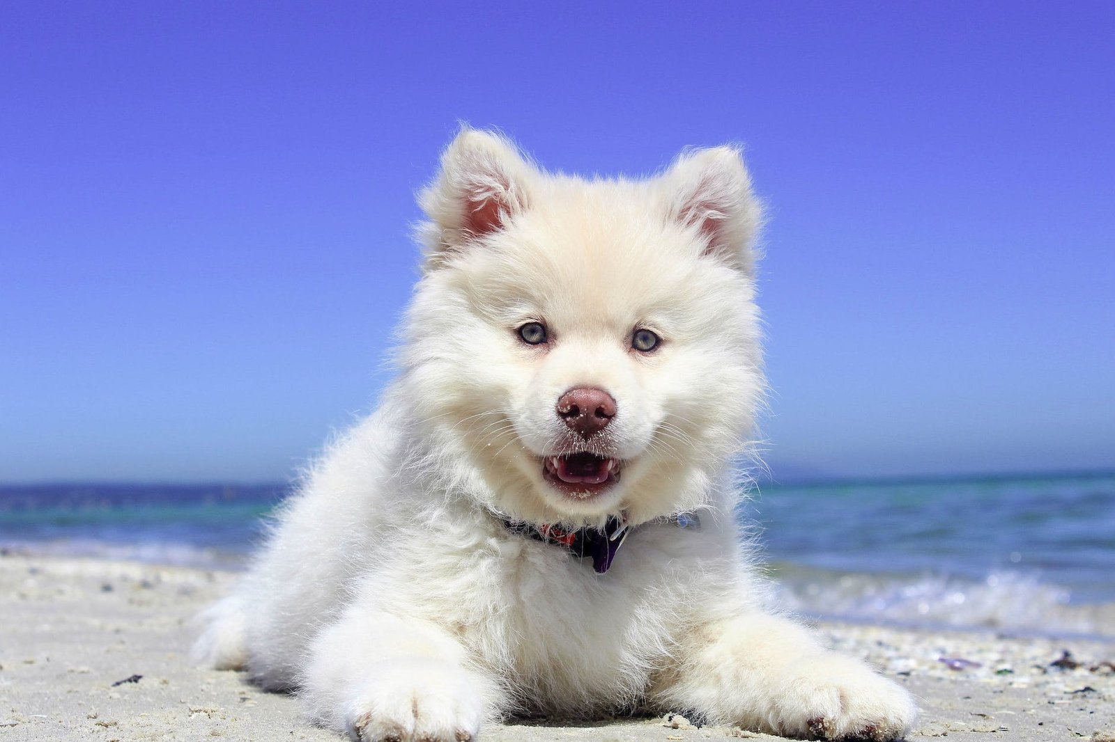 adorable animal beach canine