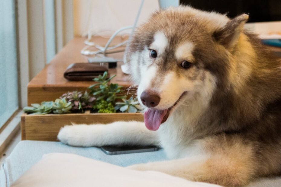 adultybrown and white siberian husky