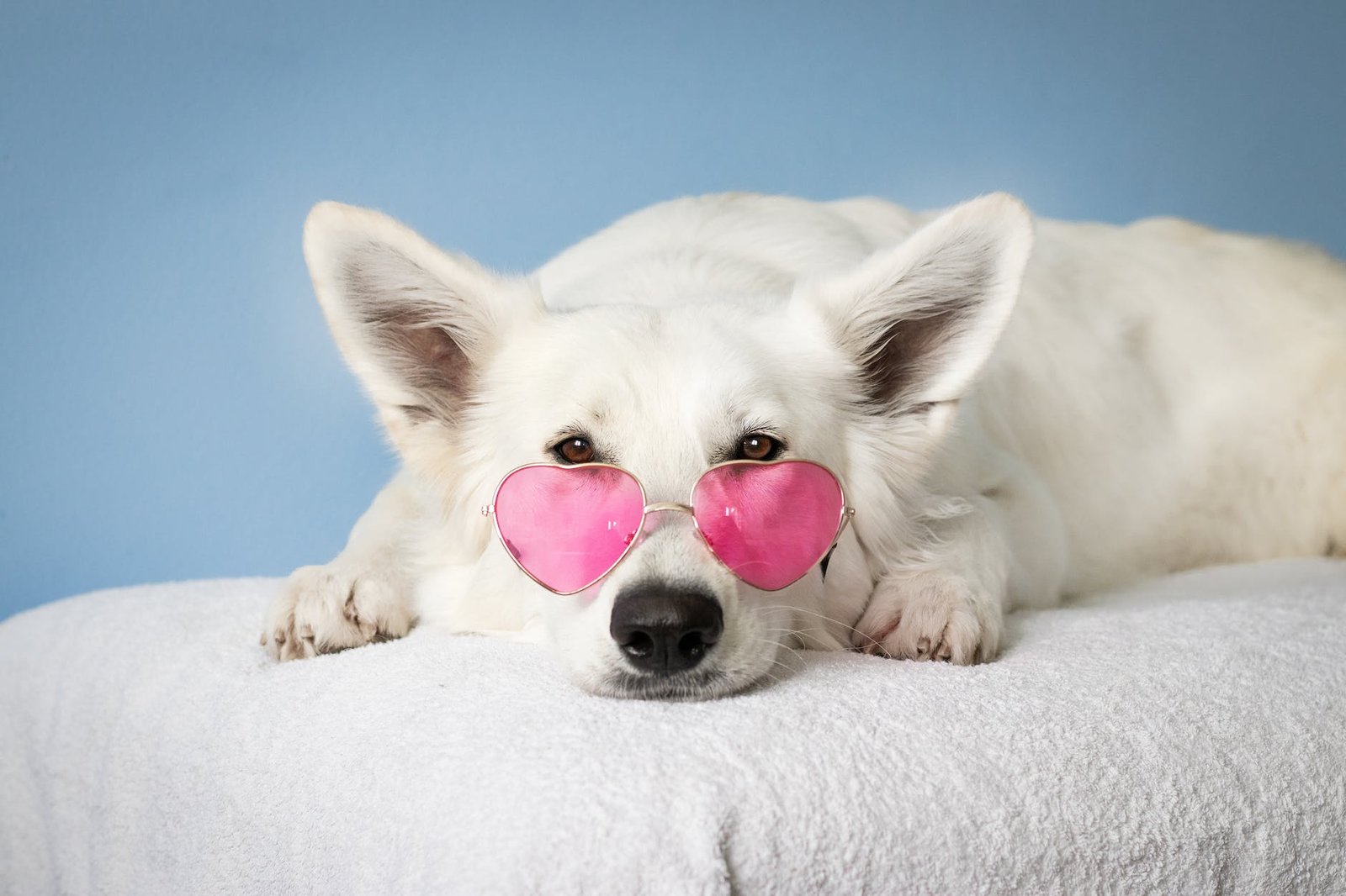 medium short coated white dog on white textile