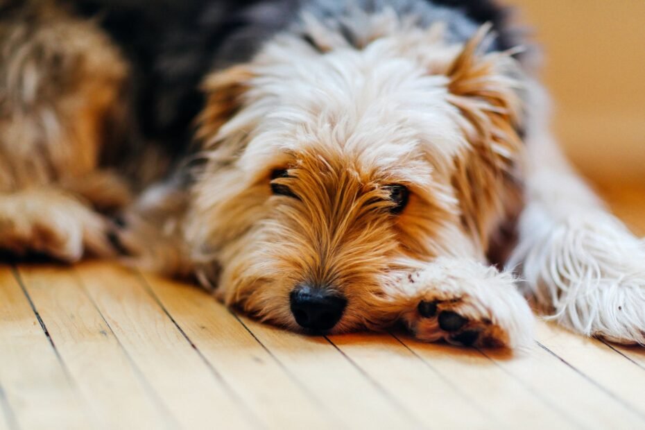 photo of dog lying down