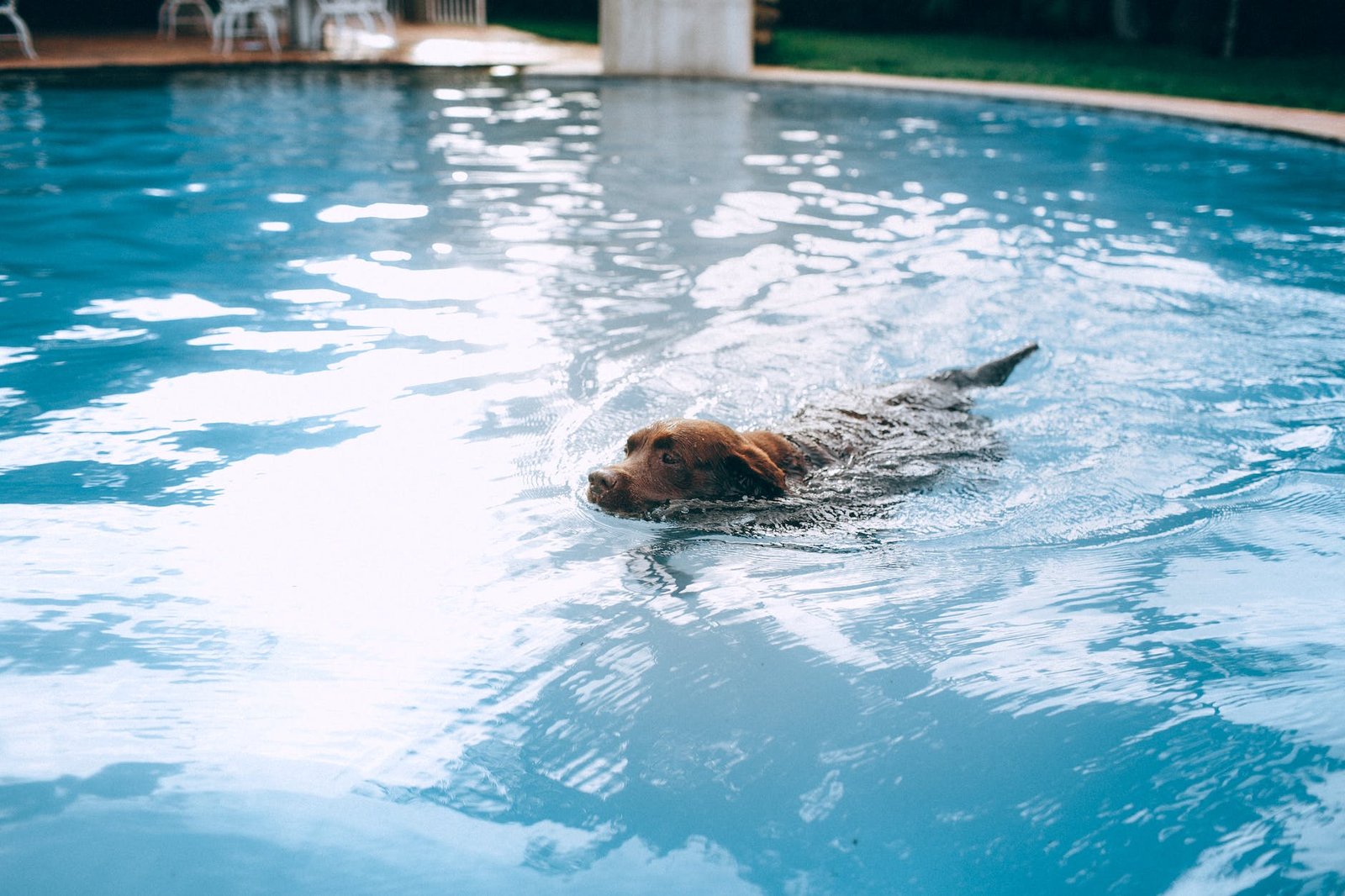 dog swimming in water