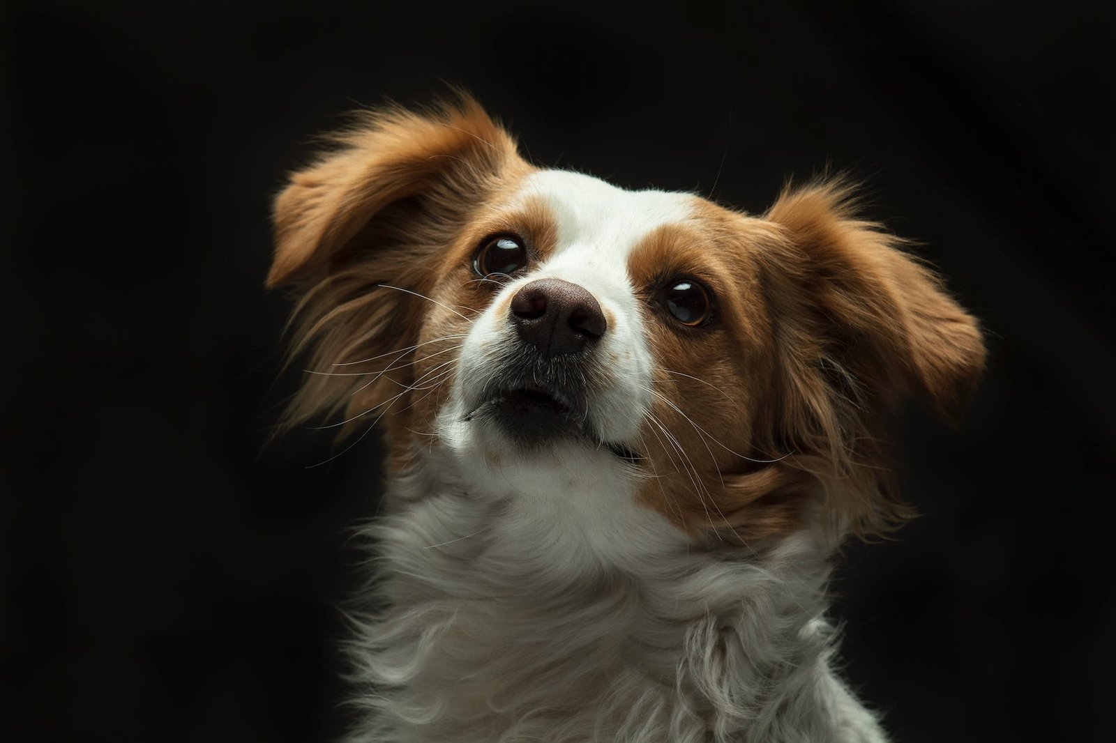 white and brown long coat small dog