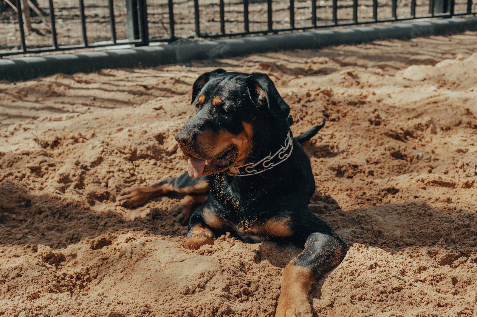 rottweiler dog lying near black fence