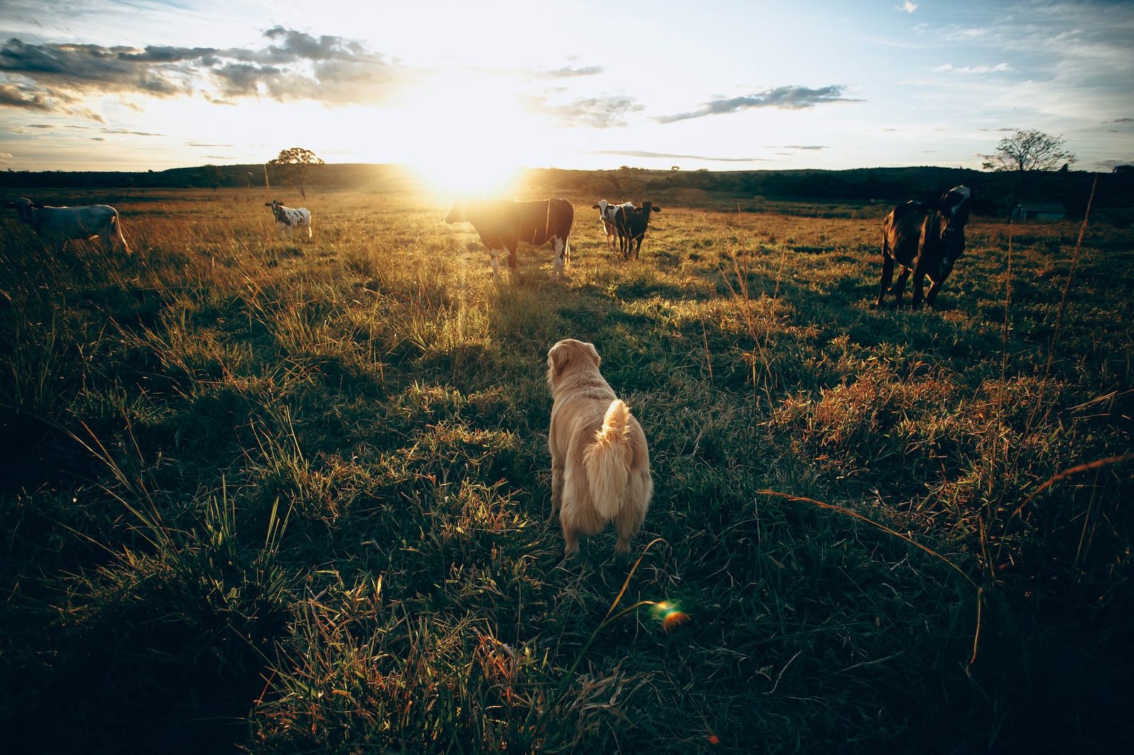 dog standing near cows in field