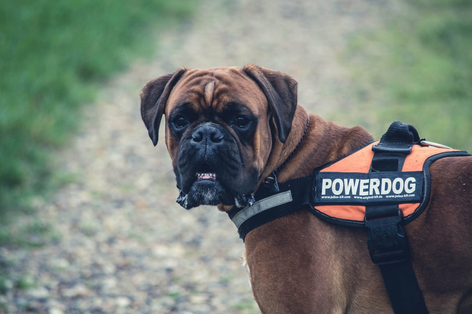 brown boxer dog with orange black powerdog vest