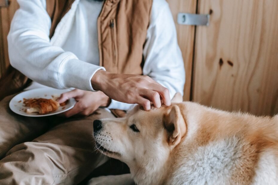 dog eat cheese