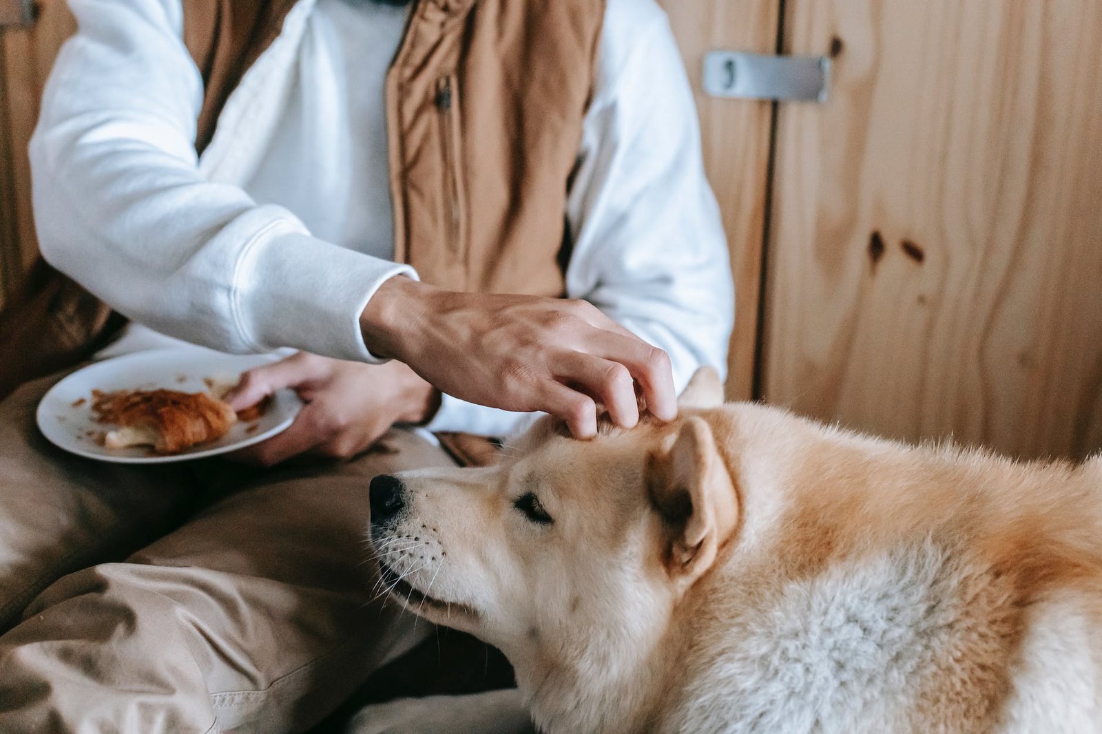 dog eat cheese