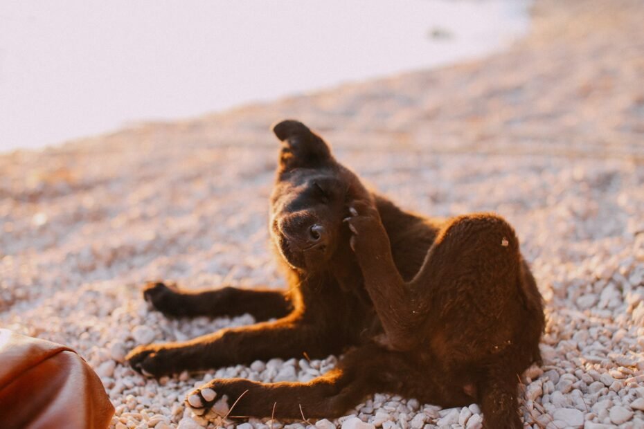 photo of a brown dog scratching its head