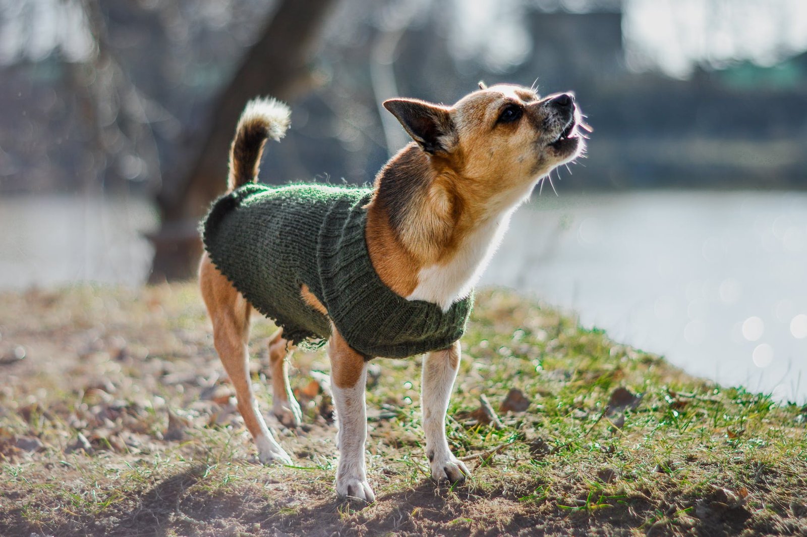 barking dog standing on dirt ground