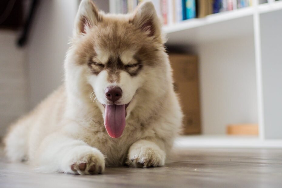 white short coat dog beside white shelf