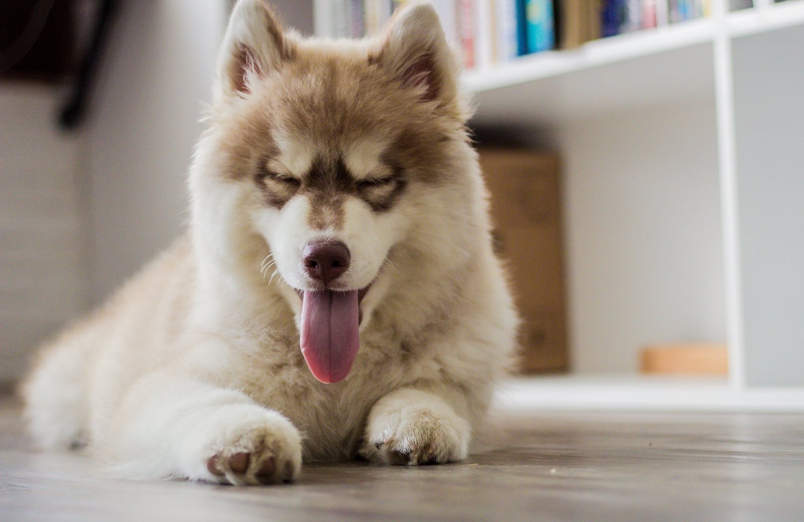 white short coat dog beside white shelf