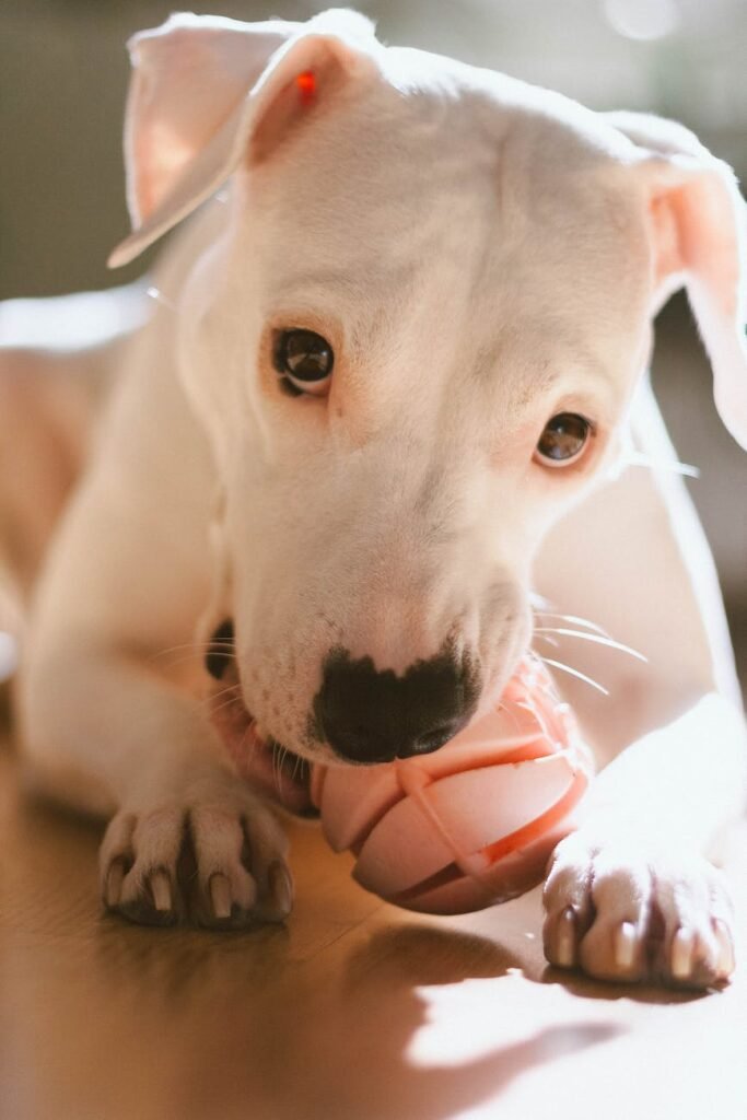 close up shot of dogo argentino