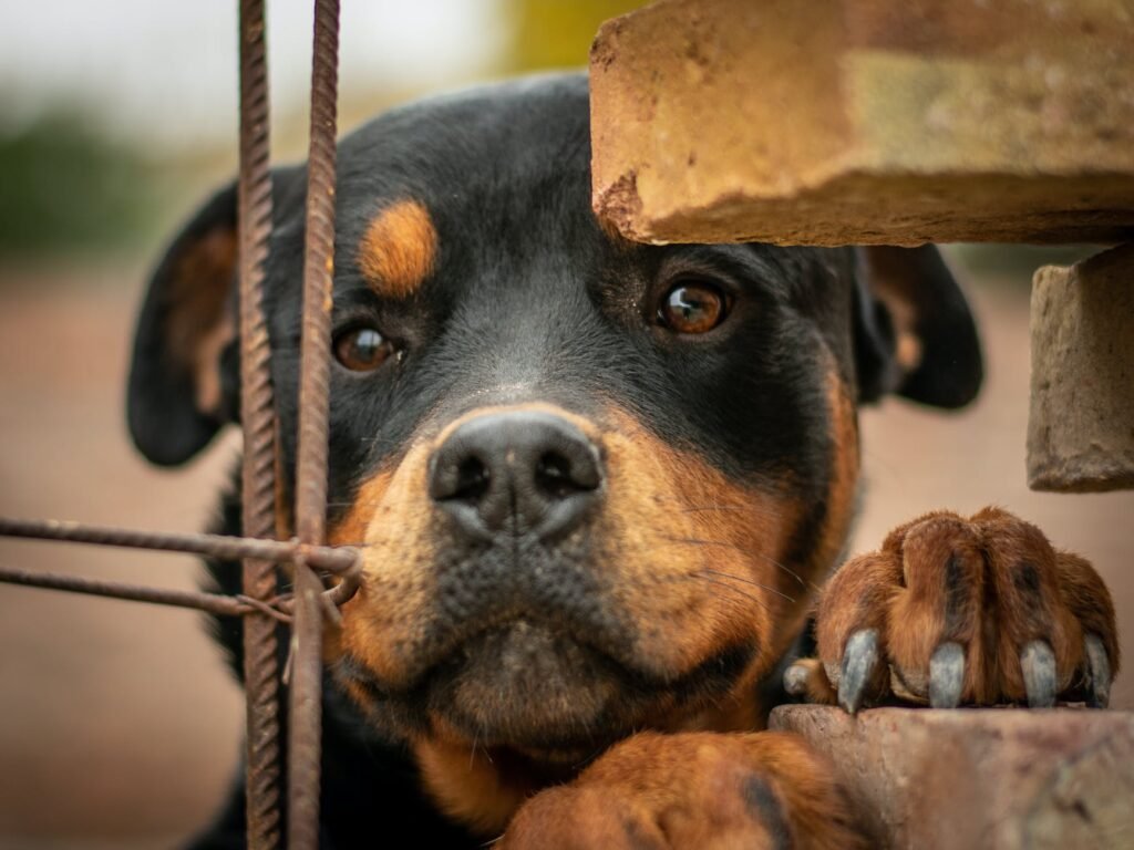 close up shot of a rottweiler