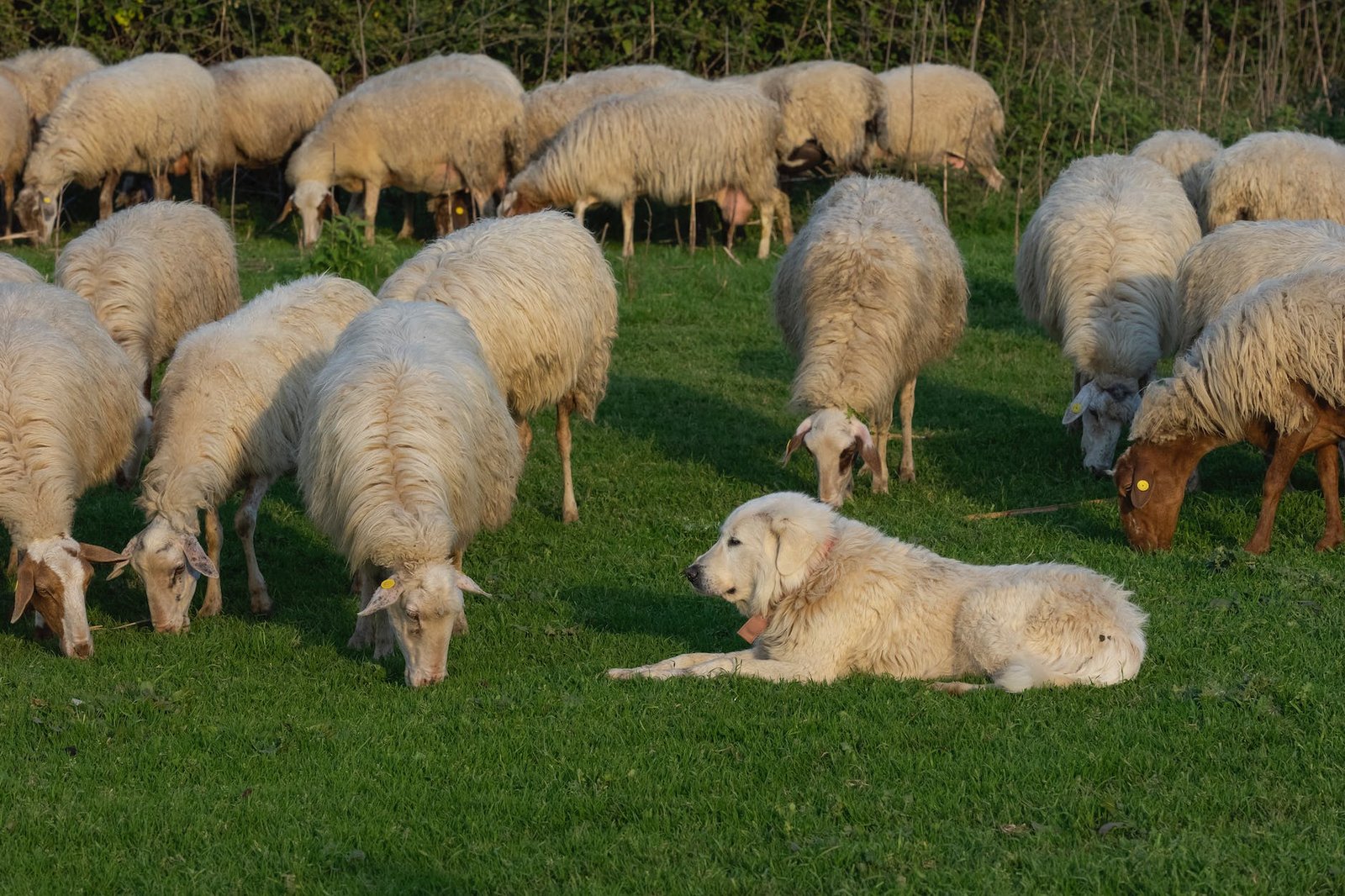 a dog lying on a pasture full of sheep