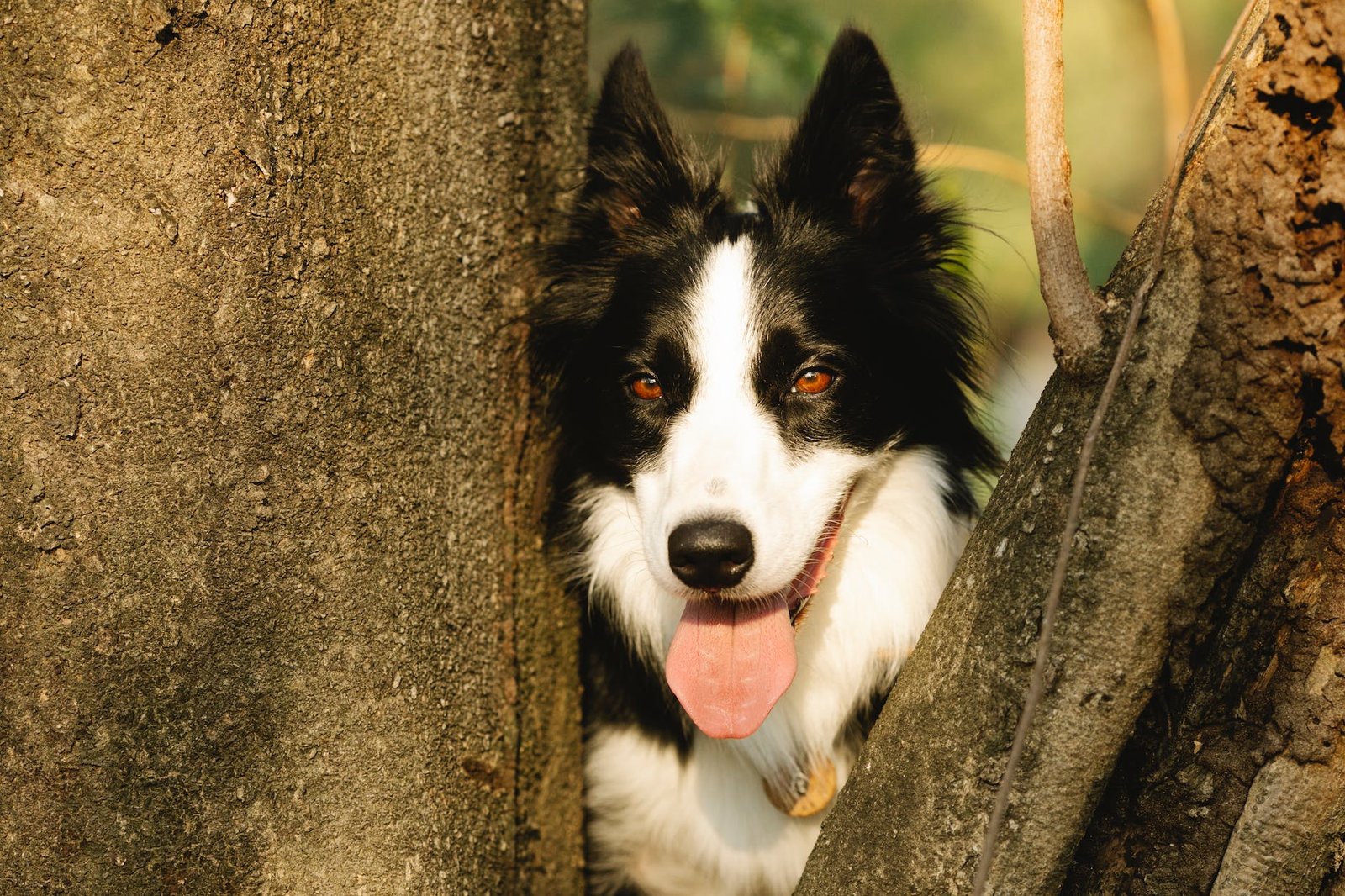 border collie with tongue out between tree trunks