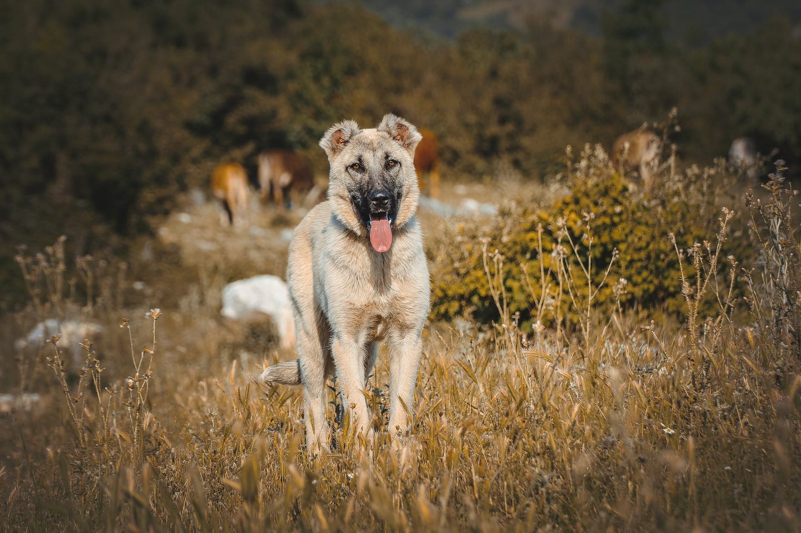 a brown dog on green grass field