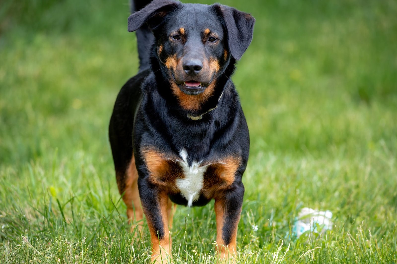 close up shot of a rottweiler looking at camera while standing on a grassy field