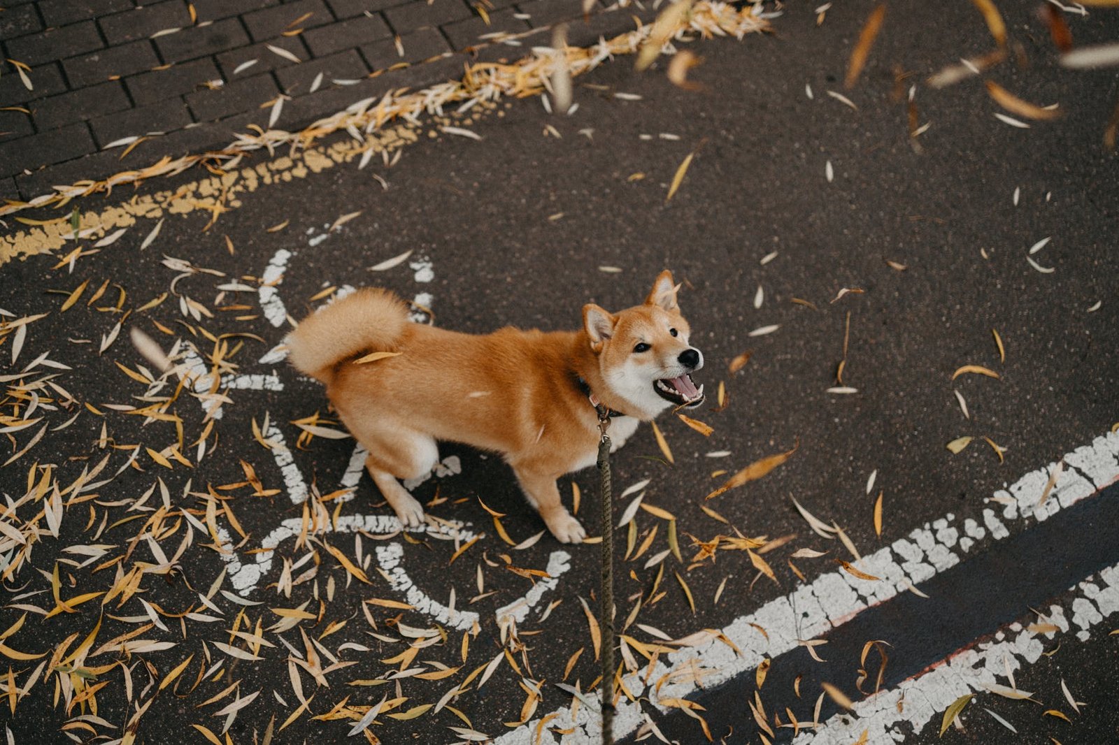 pet dog barking on falling leaves