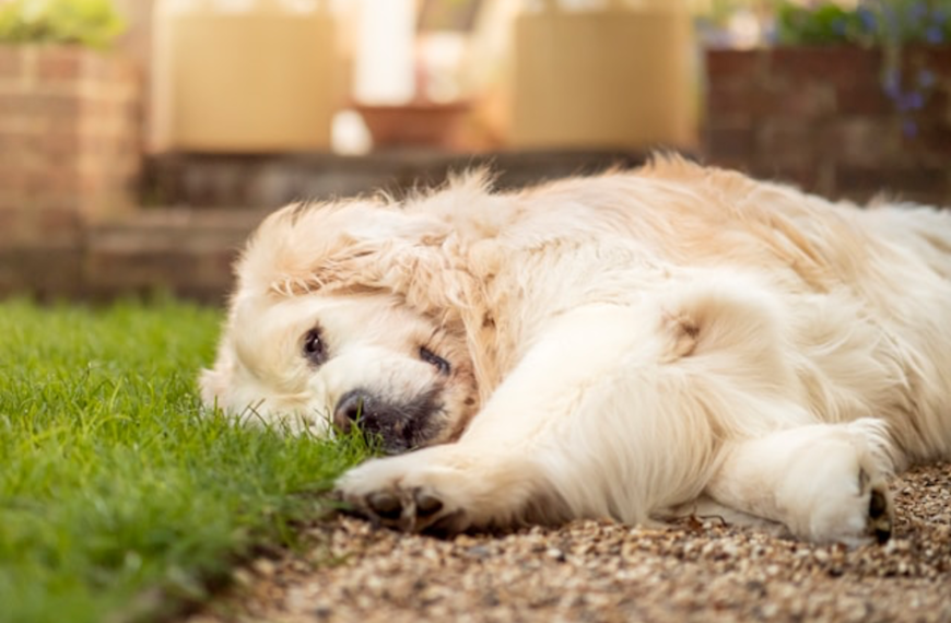 Best Puppy retriever Breed you need to know